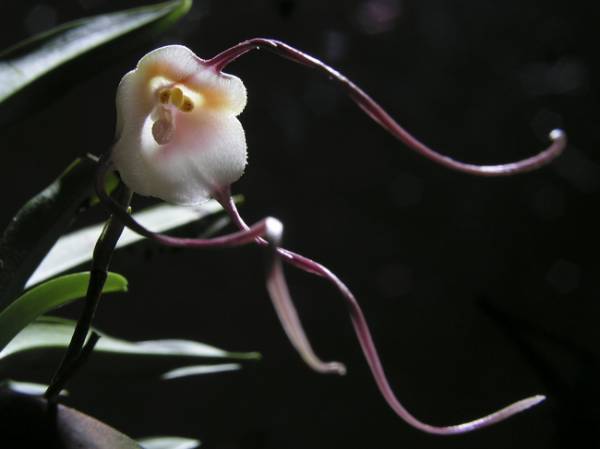 орхидея дракула