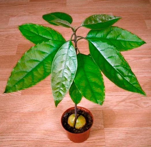 Выращивание дерева авокадо в домашних условиях