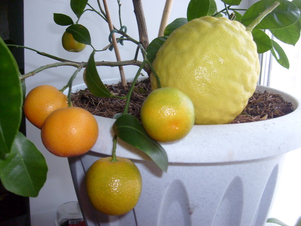 Как привить домашний лимон, выращенный из косточки, для получения плодов