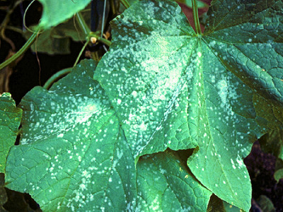 Почему белеют листья у огурцов в теплице