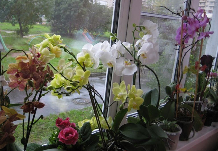 Пересадка орхидеи во время цветения