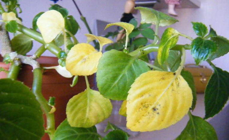 Почему желтеют листья бальзамина