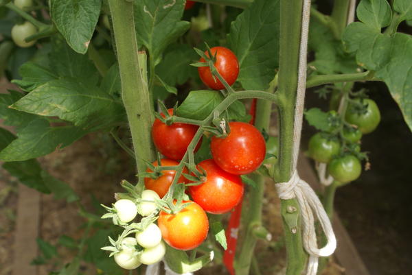 Ветка поспевающих томатов черри