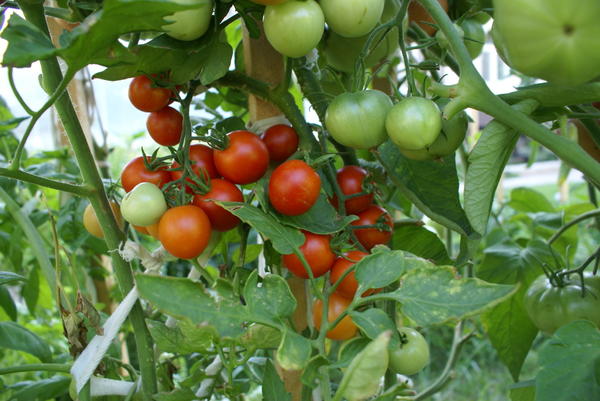 Выращивание томатов черри в открытом грунте