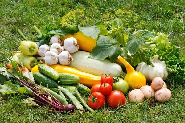  Регулярно снимаем созревшие овощи