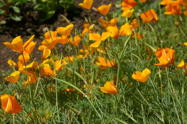 Цветет эшшольция калифорнийская в июле