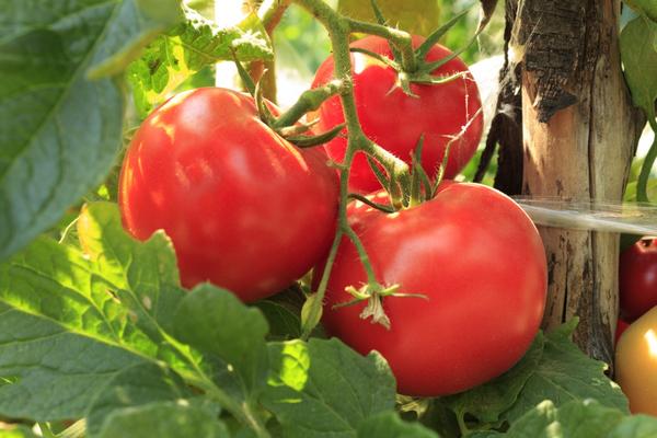 Вырастить свои помидоры вполне реально без применения химических удобрений