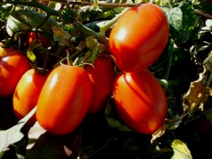 Как защитить помидоры от фитофтороза