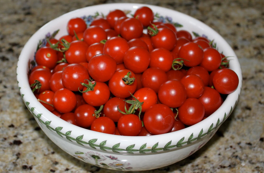 Выращивание томатов черри в открытом грунте