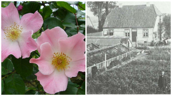 Роза сорт Sparrieshoop, хозяйство Кордесов в 1900 году