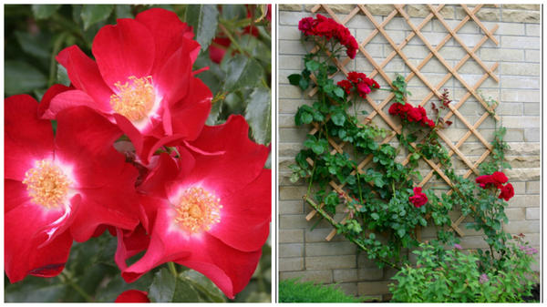 Роза Кордеса сорт Dortmund, решетки на стенах для таких роз