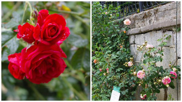 Роза Кордеса сорт Sympathie, стены-опоры для таких роз