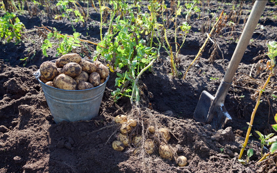 Картофель: сбор и хранение урожая
