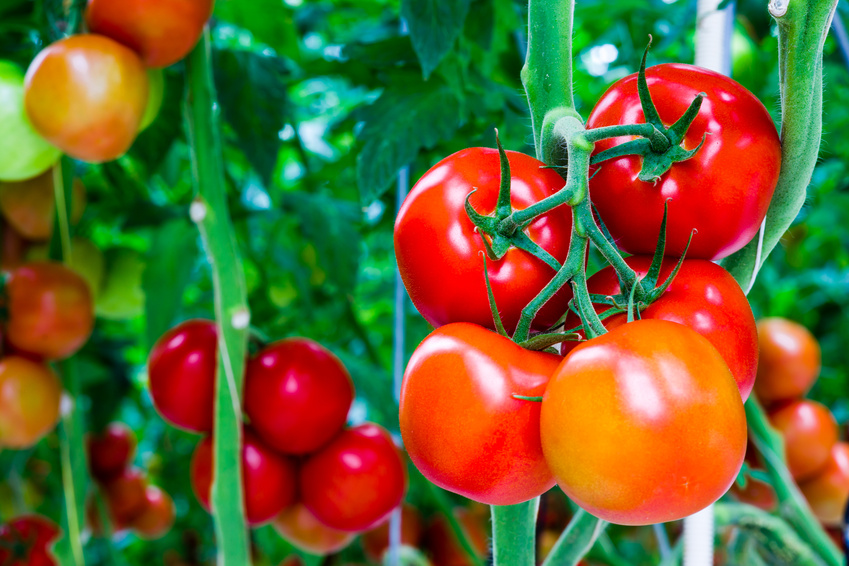 Лучшие сорта томатов: что сажать на рассаду в 2018 году