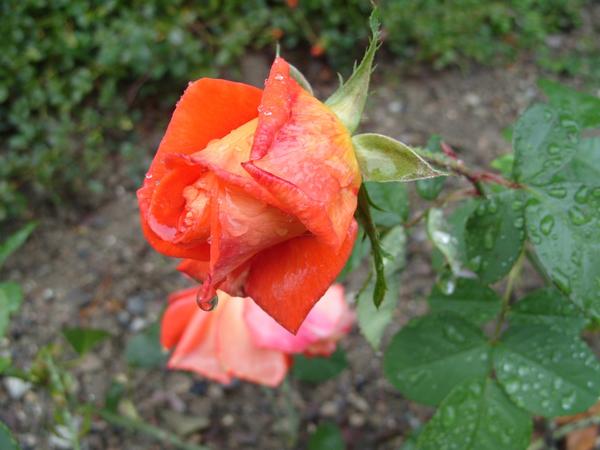 Роза сорт 2 октября