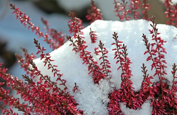 растение под снегом