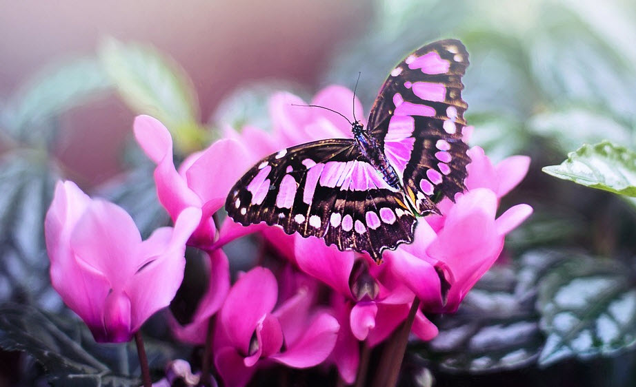 бабочки в саду