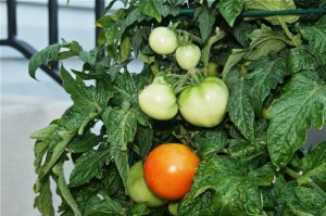 Благоприятные дни в марте для посадки томатов и перца