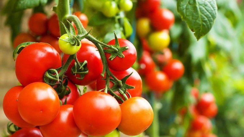 Сорта томатов для теплицы, устойчивые к фитофторе