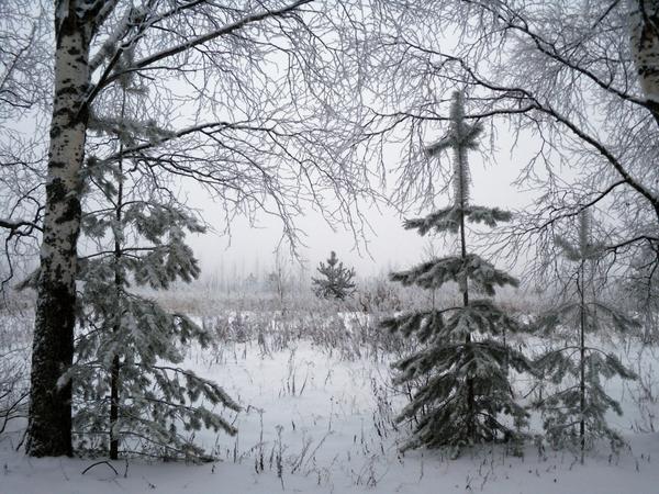 первый снег на деревьях