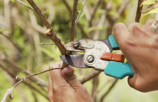 инструмент для обрезки плодовых деревьев