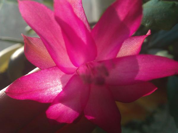 цветок декабриста