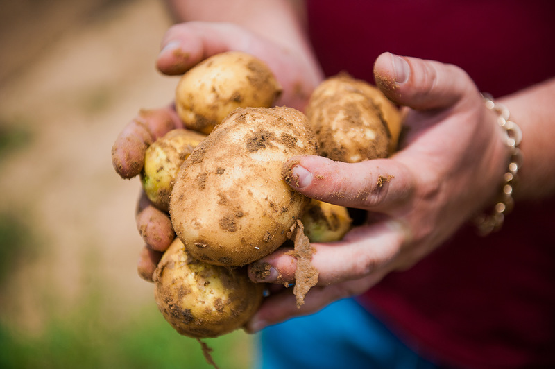 способы повышения урожайности картофеля
