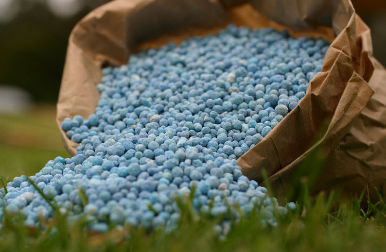 голубые зерна