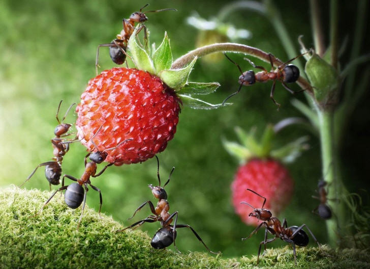 муравьи на клубнике