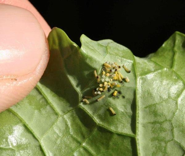 Яйца и гусеницы лугового мотылька