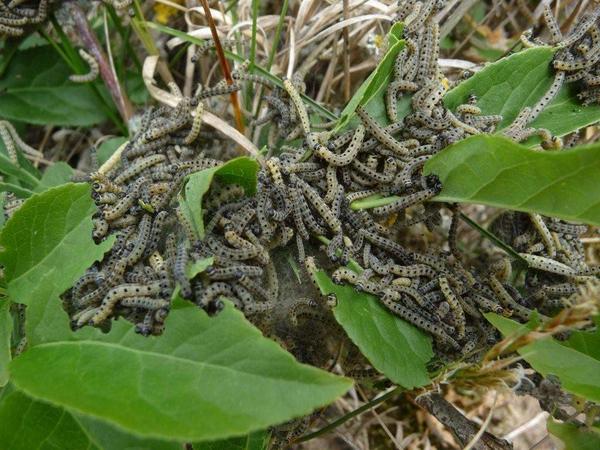Гусеницы лугового мотылька растут очень быстро