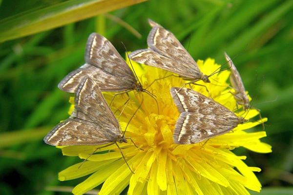 Бабочка мотылька кормится нектаром цветков