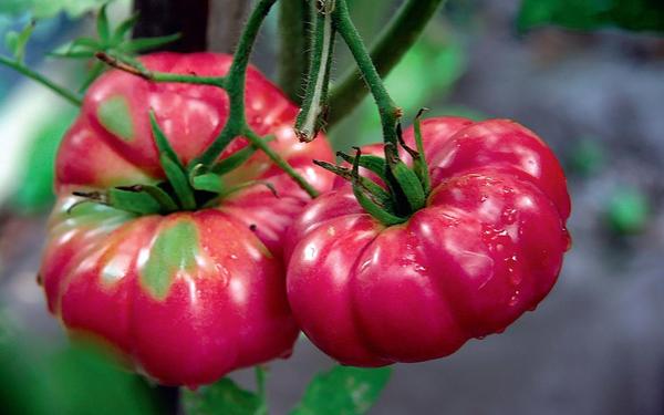 Инжирный розовый томат