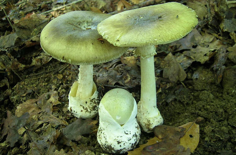 Бледная поганка, самый ядовитый и токсичный гриб