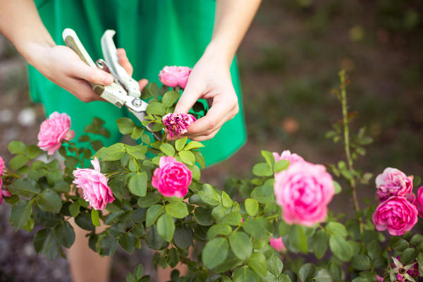 Обрезка увядших цветов — обязательный элемент ухода за садом