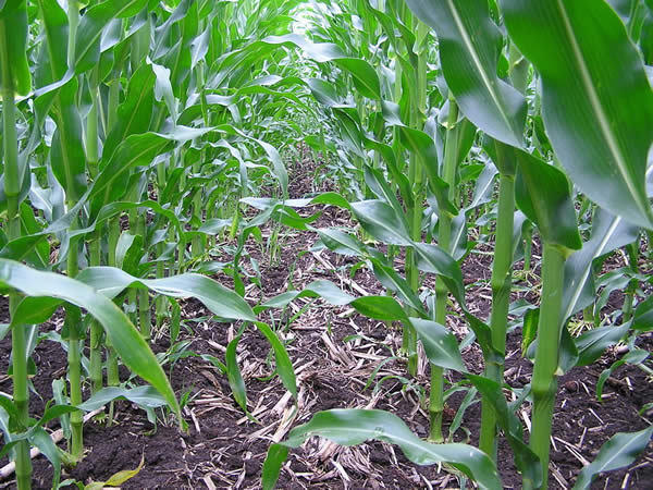 Кукуруза — суперзлак, отличный биоплуг
