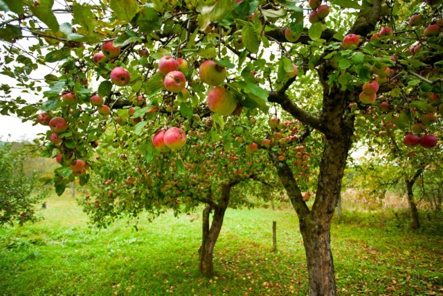 Осенний яблоневый сад