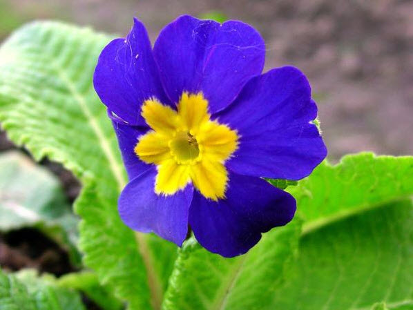 Примула высокая (Primula elatior) Blue Selection