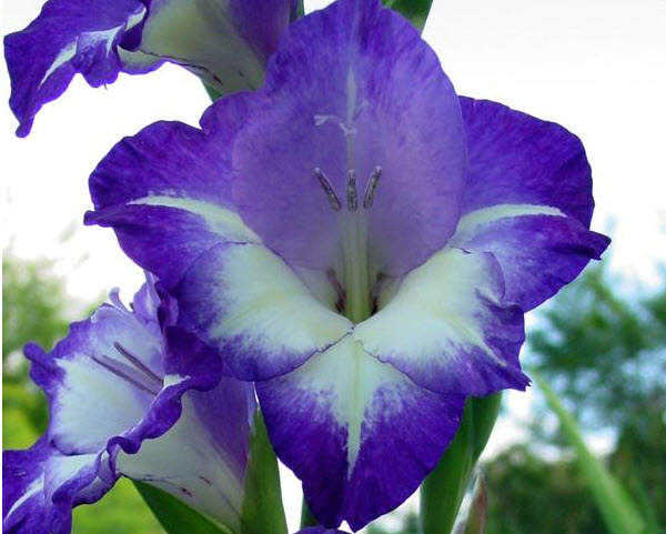 Гладиолус (Gladiolus) Glen's Blue