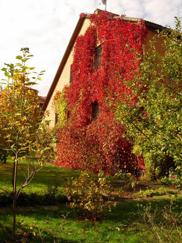 Девичий виноград: яркие краски осени