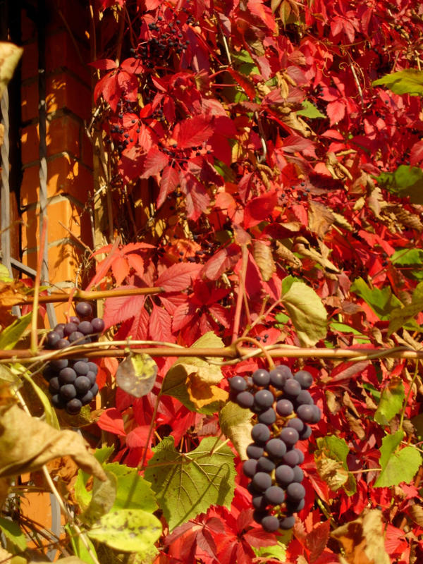 Плодовый виноград