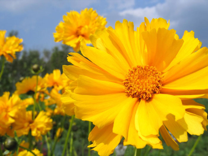 Солнечный цветок кореопсиса