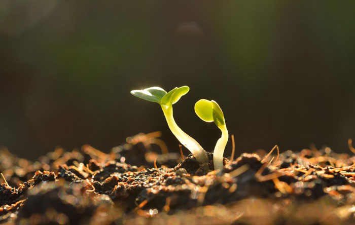 Каждому растению — своя почва
