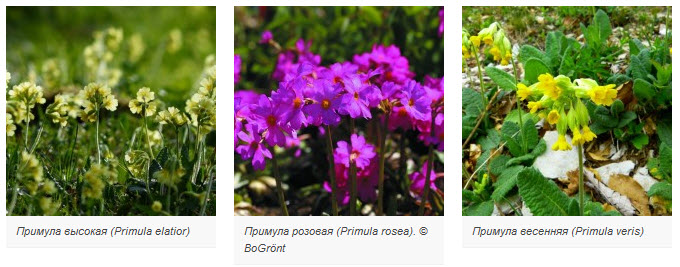 Примула розовая (Primula rosea)
