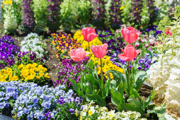  Если вы хотите высадить тюльпаны в цветник с многолетниками, лучше отвести им роль второго плана