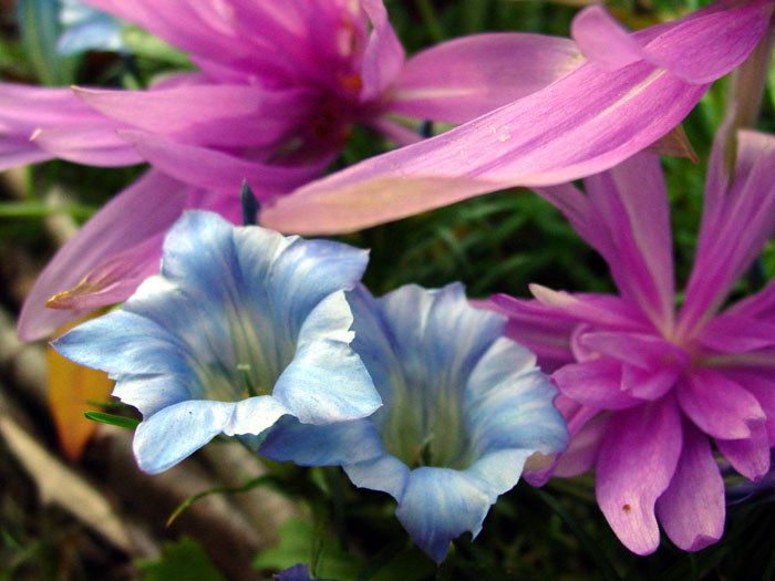  Безвременник Ватерлили (Waterlily) и горечавка китайско-украшенная (Gentiana sino-ornata) цветут одновременно