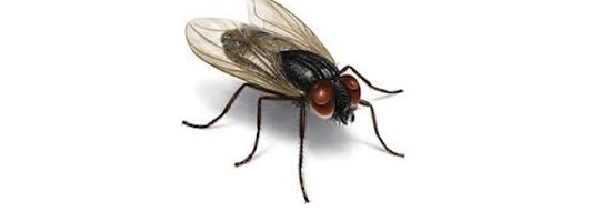 Трюфельная муха