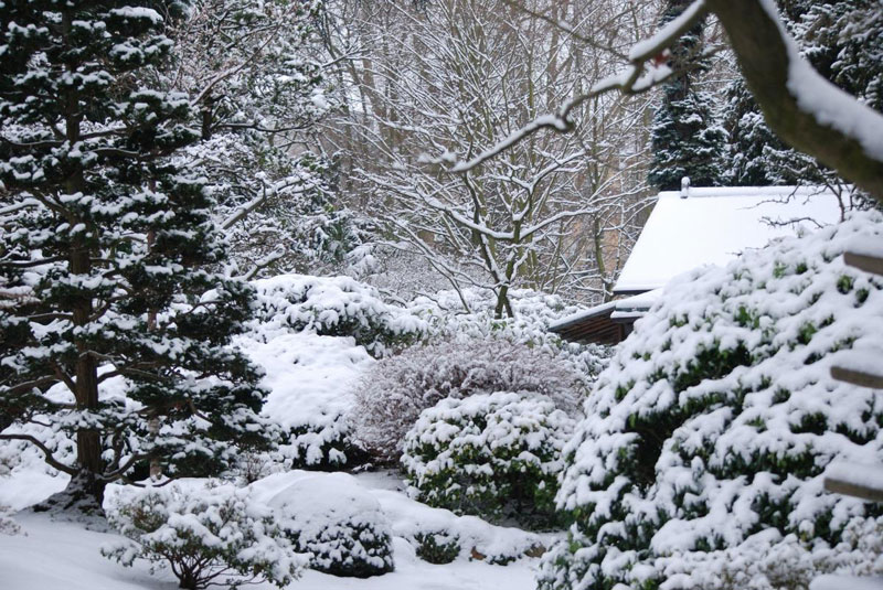 Садоводы по-прежнему спорят о правильных методах зимнего укрытия растений