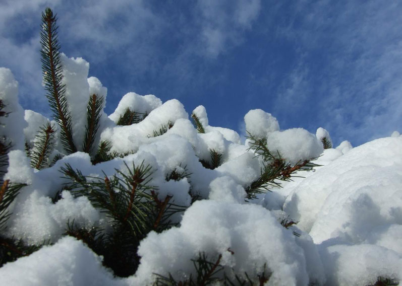 Снег и еловый лапник — лучшие материалы для защиты растений