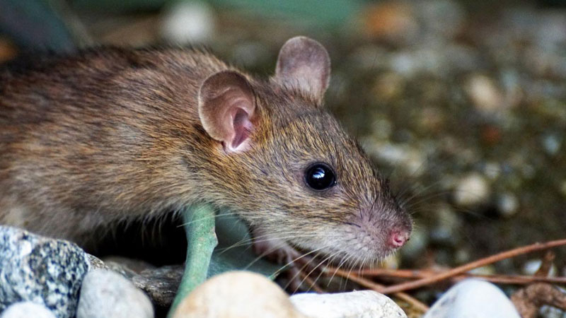 Лапник защищает не только от мороза, но и от мышей